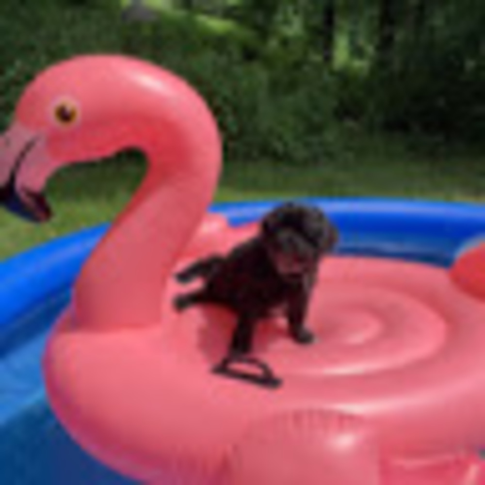 Meet your Posher, Sydney